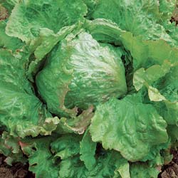 Lettuce seeds - Blonde Bord Rouge Batavia Lettuce